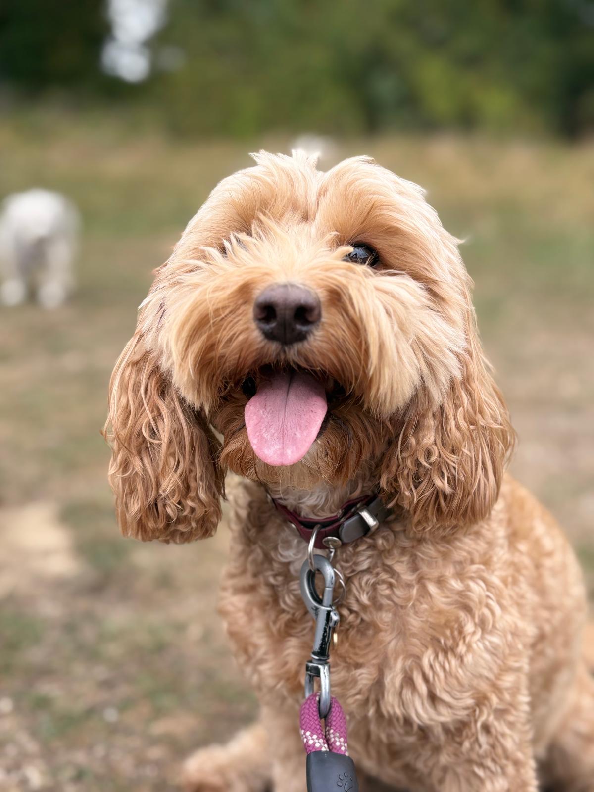 A photo of Rhubarb the dog